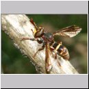 Conops vesicularis - Grosse Wespendickkopffliege 01a.jpg